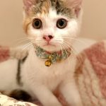 みけこちゃん