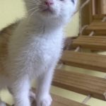 ミケハちゃん