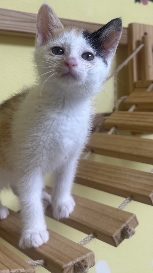 ミケ葉ちゃん