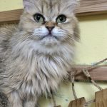 マフィンちゃん