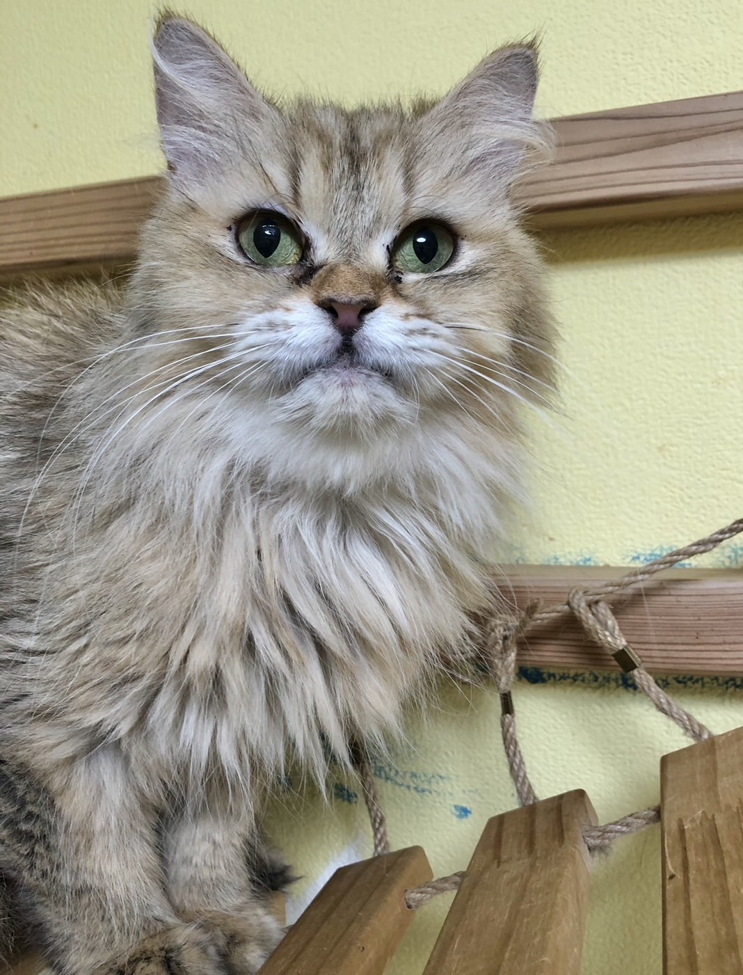 マフィンちゃん