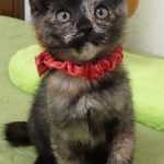 きのこちゃん