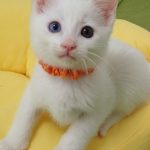 きんたくん