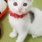 ぎんたくん