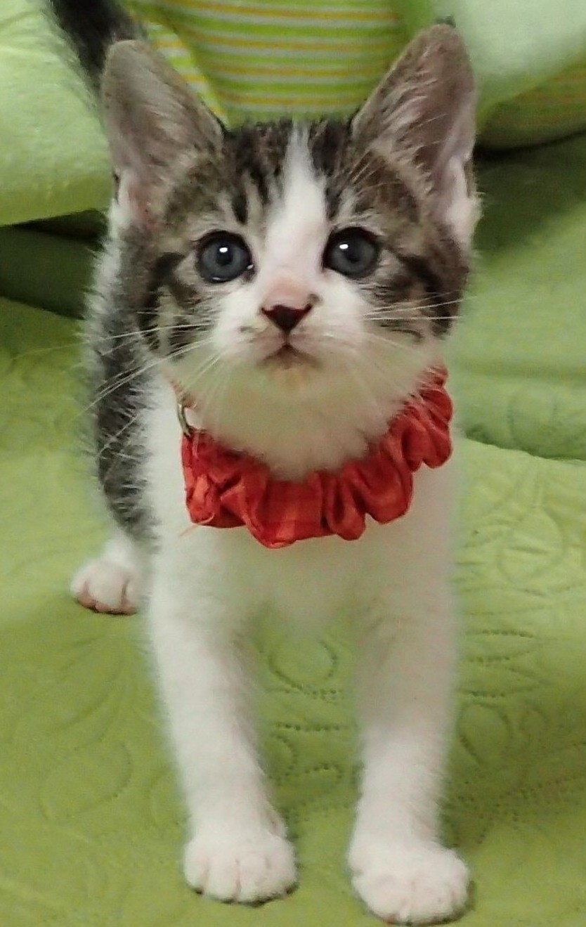 しずくちゃん