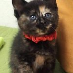 ななみちゃん