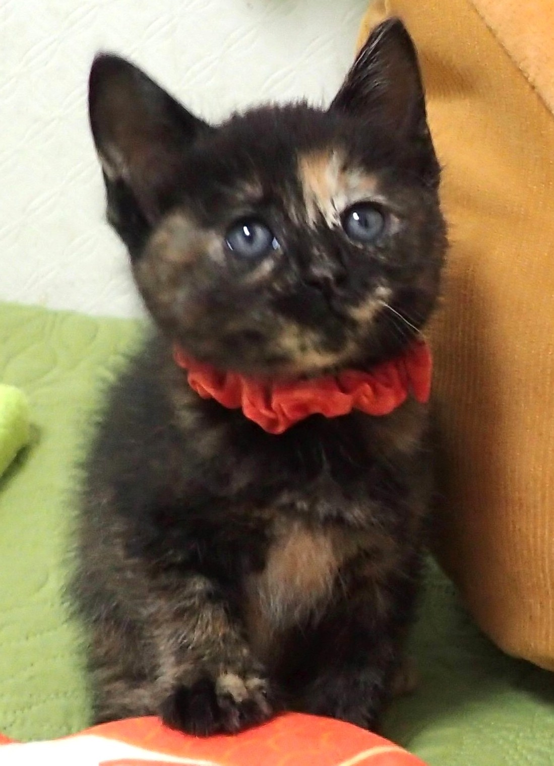 ななみちゃん