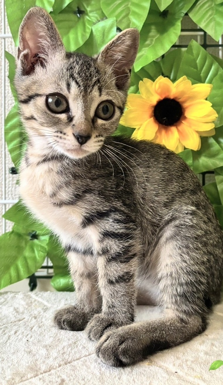 ふたばちゃん