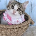 ラムちゃん