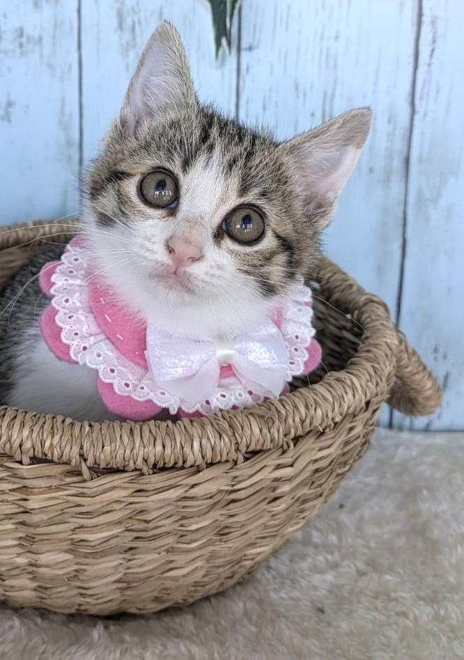 ラムちゃん
