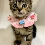 やねちゃん