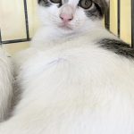 ベイビーくん