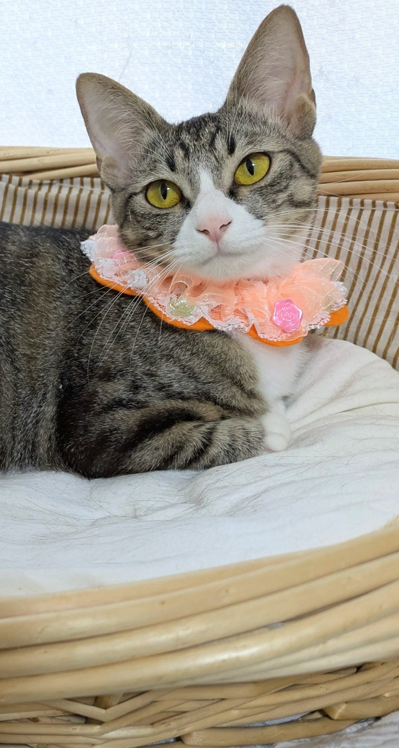 かおりちゃん