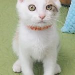 さくらちゃん