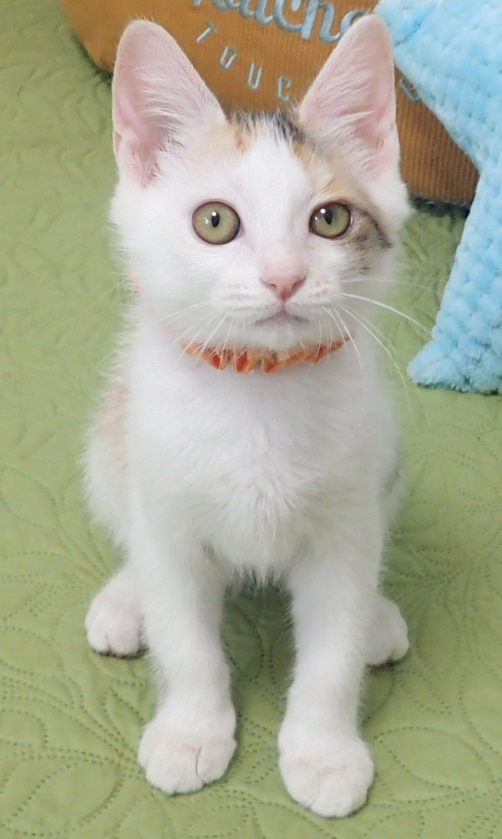 さくらちゃん