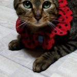 ひめかちゃん