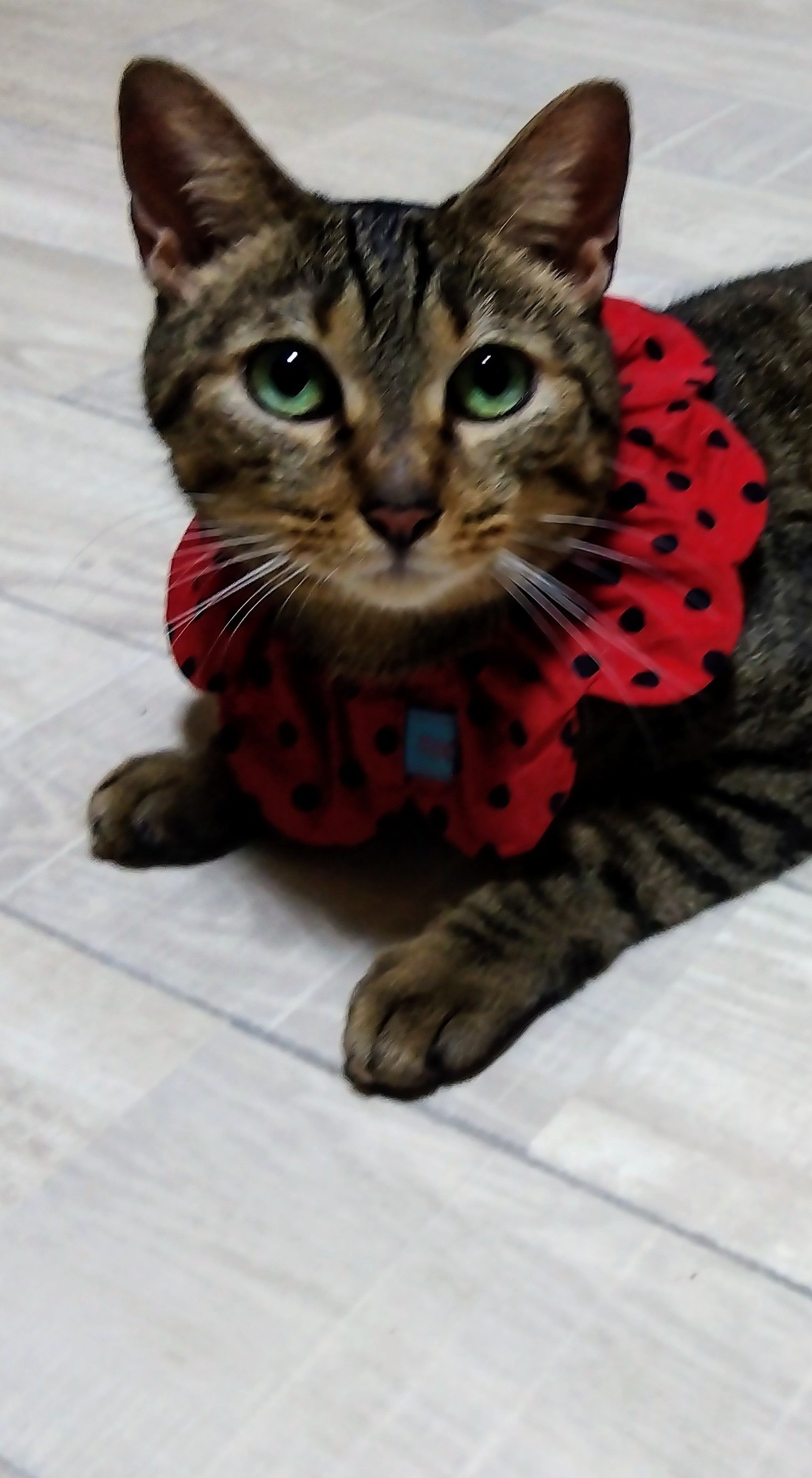 ひめかちゃん