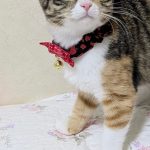 レミちゃん