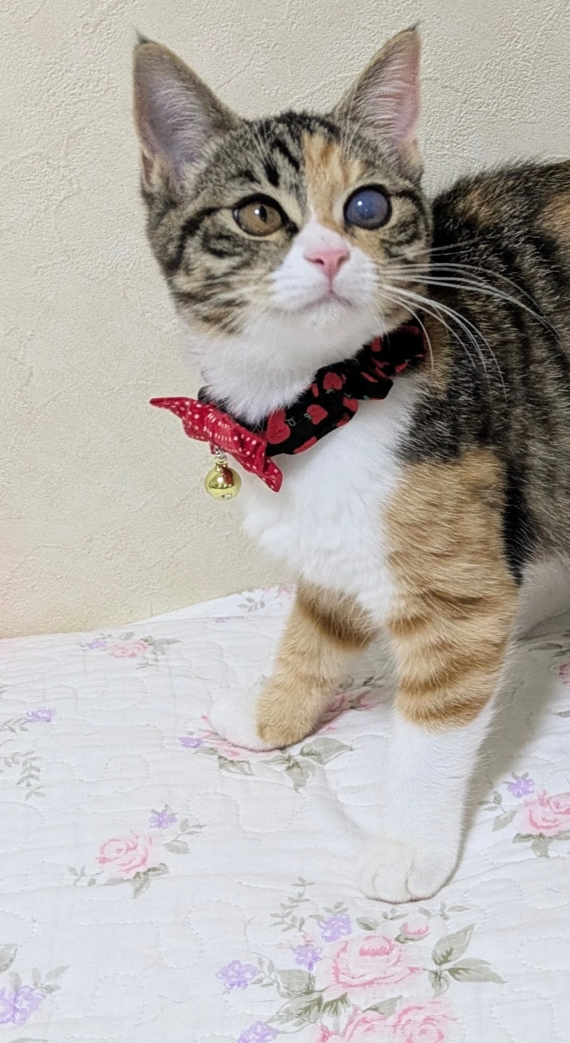 レミちゃん