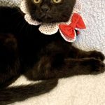きっくくん