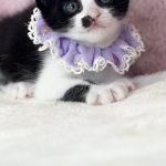 ルイちゃん