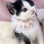 ノアちゃん