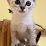 ビューティちゃん