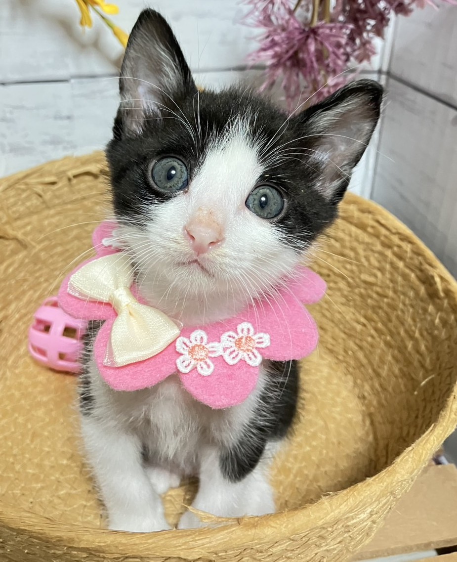 ささちゃん