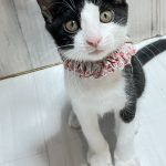 ささちゃん