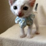 ダースくん