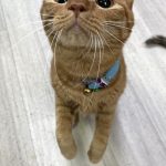 あけくん