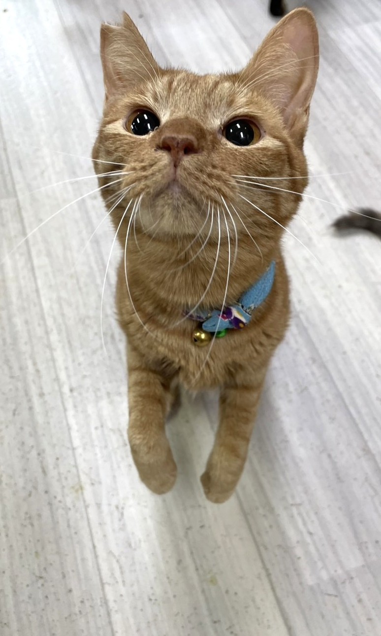 あけくん