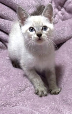 キキくん