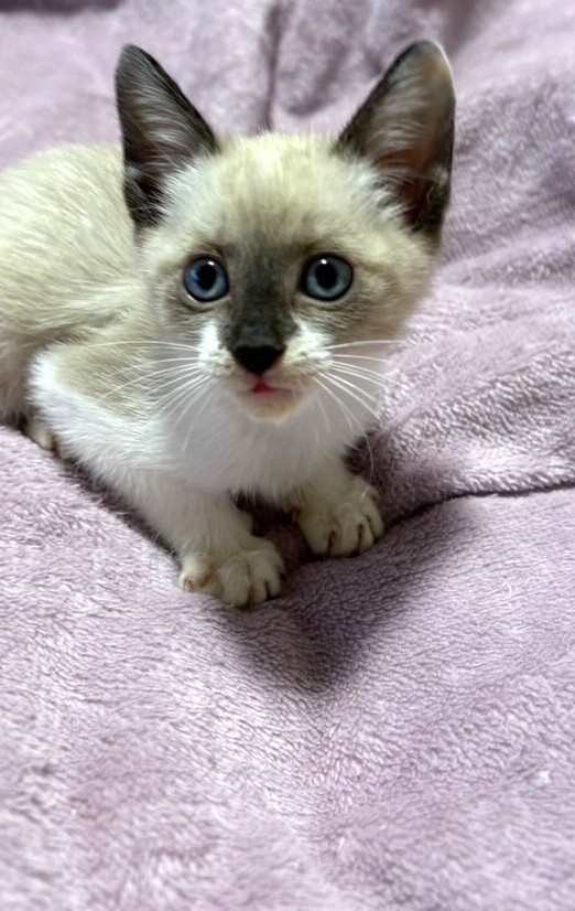 ポポちゃん