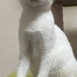 ダースくん