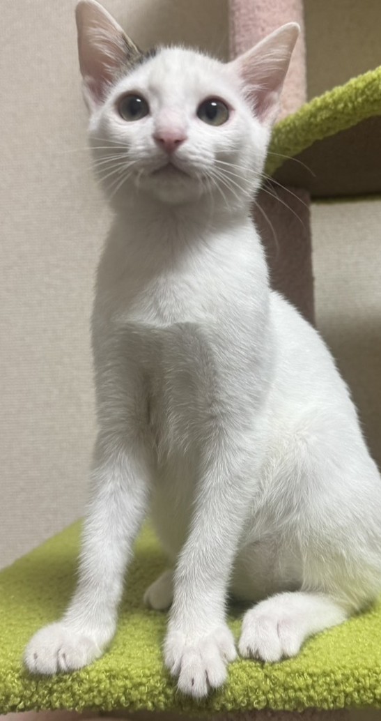 ダースくん
