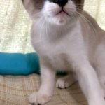 ポポちゃん