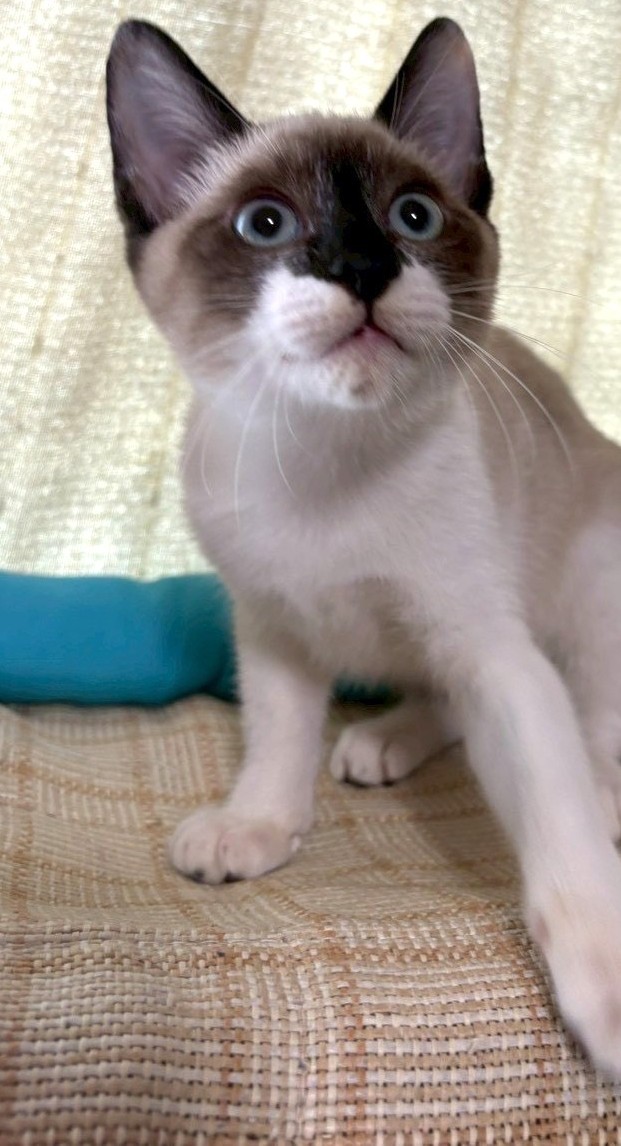 ポポちゃん
