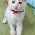 しろっぷちゃん