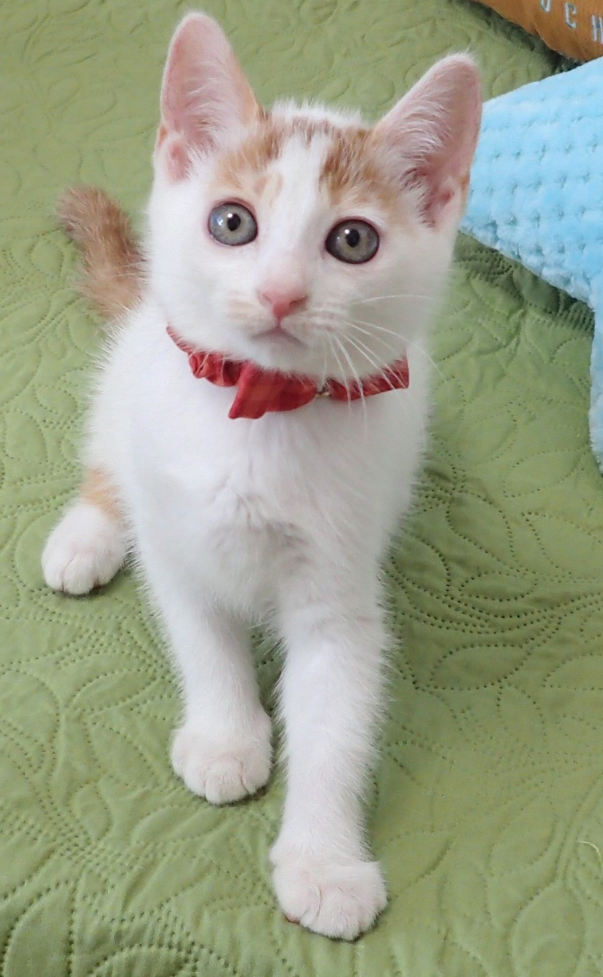 しろっぷちゃん