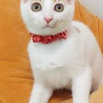 しろっぷちゃん