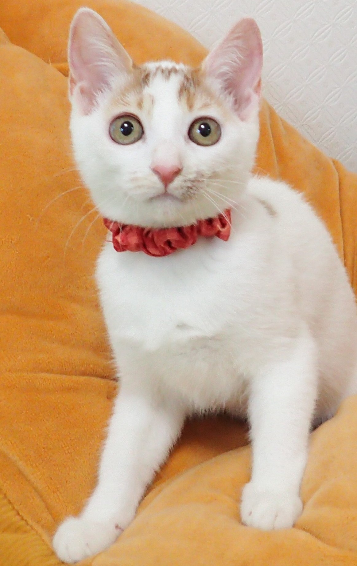 しろっぷちゃん