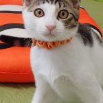 ちっちくん