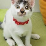 とんとんくん