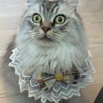 ぽんくん