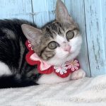 まなつちゃん