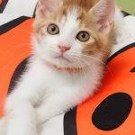 わかまるくん