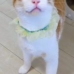 アッシュくん