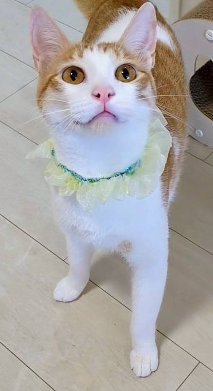 アッシュくん