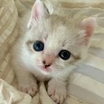 ミードちゃん